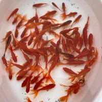 انواع ماهی قرمز ارسال  به سرتاسر کشور