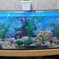 آکواریوم سالم