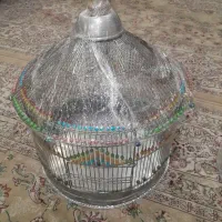 سهره نرجوجه نزدیک غذاخوردن