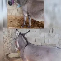 دو الاغ ماده یکی آبستن ویکی دیگر کره قیمت توافقی