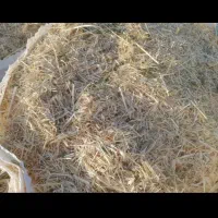 کاه گندم لوکس سر خوشه دیم گونی شده درجه یک همدان|حیوانات مزرعه|رباط‌کریم, رباط‌کریم|دیوار