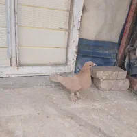 پلنگ.زرد|پرنده|رفسنجان, |دیوار