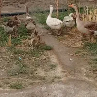 بت وقوغازواردک