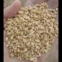 گندم فروش فوری