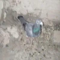 کفتر فروش فوری|پرنده|مشهد, امیرآباد|دیوار