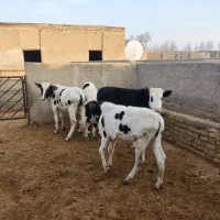 گوساله نر دورگ