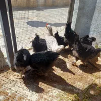 مرغ و خروس گلین و مرندی