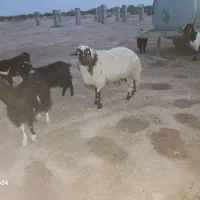 یک عدد شک ورن با یک کاور