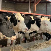 تعداد ده عدد تلیسه آبستن و پای کل