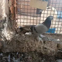 کبوتر دورگ|پرنده|کرخه, |دیوار