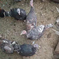 بوقلمون فروشی