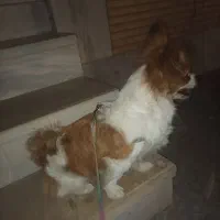 توله سگ آپارتمانی|سگ|سیرجان, |دیوار