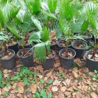 پالم سطل ۱۰|گل و گیاه طبیعی|واجارگاه, |دیوار