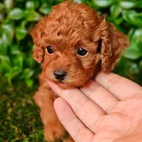 توله سگ پودل