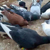 کبوتر دم سفید و سرخ کاکلی