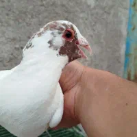 جفت دم‌دار دم‌زرد دم سرخ عتیقه