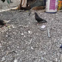 جوجه کاسک پرش سنگین