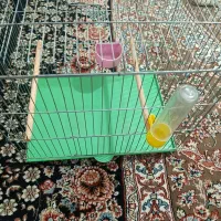 فروش قفس