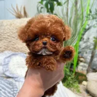 فنجونی|سگ|تهران, فردوس|دیوار