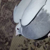 کبوتر|پرنده|صدرا-فارس, فاز ۲|دیوار