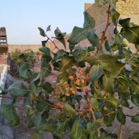 باغ پسته کوچک با تمام امتیازات