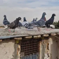 کفتر یا کبوترپرشی و زدوخوردی همه جوون