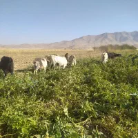 بز داشتی و کشتاری