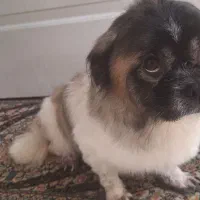 واگذاری‌ سگ پیکینز