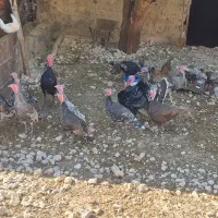 بوقلمون نر و ماده سرحال|حیوانات مزرعه|شباب, |دیوار