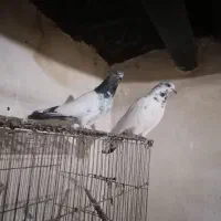 کله سبز دم سبز