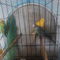 سه عدد مرغ عشق سر حال