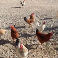 20عدد خروس محلی