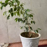 بنجامین ابلق و سبز|گل و گیاه طبیعی|فسا, |دیوار