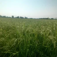 فروش-زمین-کشاورزی-المان