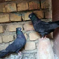 زاغ|پرنده|اصفهان, بهارستان|دیوار