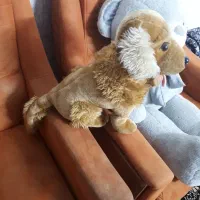 عروسک خرسی حدودا یک متری وعروسک سگ قهوه ای رنگ|اسباببازی بچه|تهران, حکیمیه|دیوار