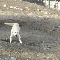 سگ زرنگ|سگ|کرمانشاه, |دیوار