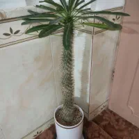 گل نخل ماداگاسکار با گلدان