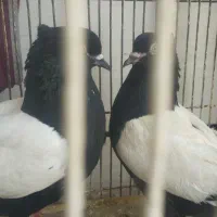 تعدادی کبوتر