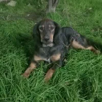 سگ شکاری|سگ|رشت, پل تالشان|دیوار