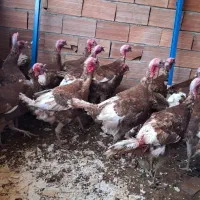 بوقلمون خومالی