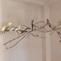 عروس هلندی و مرغ عشق