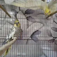 عروس هلندی|پرنده|قم, کیوانفر|دیوار