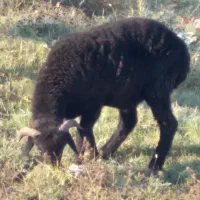 نربزغاله نربره|حیوانات مزرعه|علیآباد کتول, |دیوار