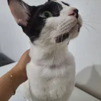 گربه واکسن زده