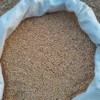 گندم دیم کودشت