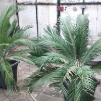 گل سیکاس و لیندا|گل و گیاه طبیعی|ارطه, |دیوار