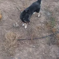 واگذاری سگ|سگ|رضویه, |دیوار