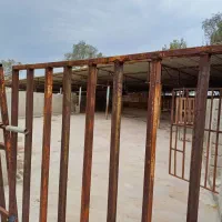 پرواری بندی گوساله 300راسی|فروش دفتر صنعتی، کشاورزی، تجاری|برازجان, |دیوار
