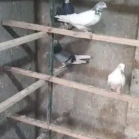 بارجدیدرسید|پرنده|کوهدشت, |دیوار